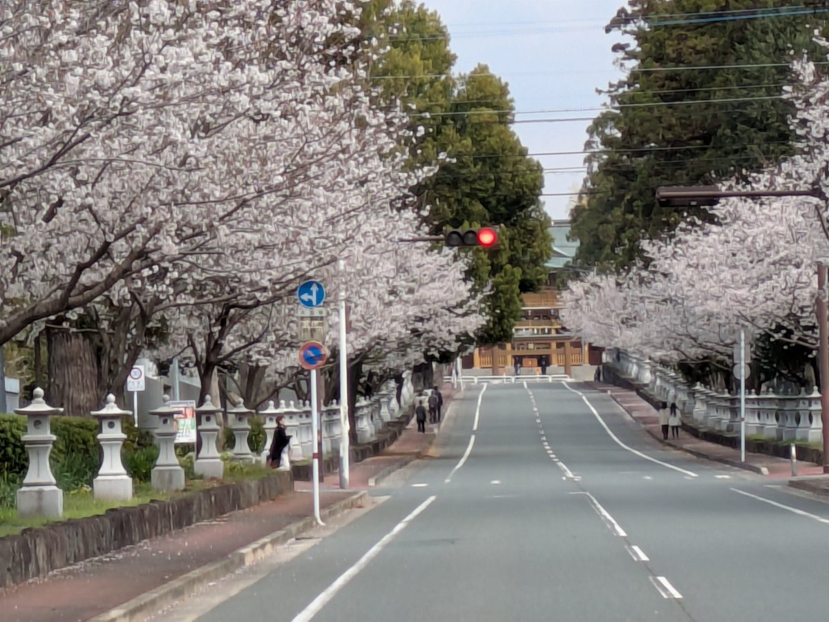 y60hrc's tweet photo. 春の訪れを感じる素敵な景色🌸✨
桜が満開で心まで温かくなります☺️

⁠#桜 #桜満開 #お花見 #春の訪れ #日本の風景 #神社巡り #春のお散歩 #写真好きな人と繋がりたい #JapanSpring #Sakura⁠ https://t.co/YTS2kbyzG0