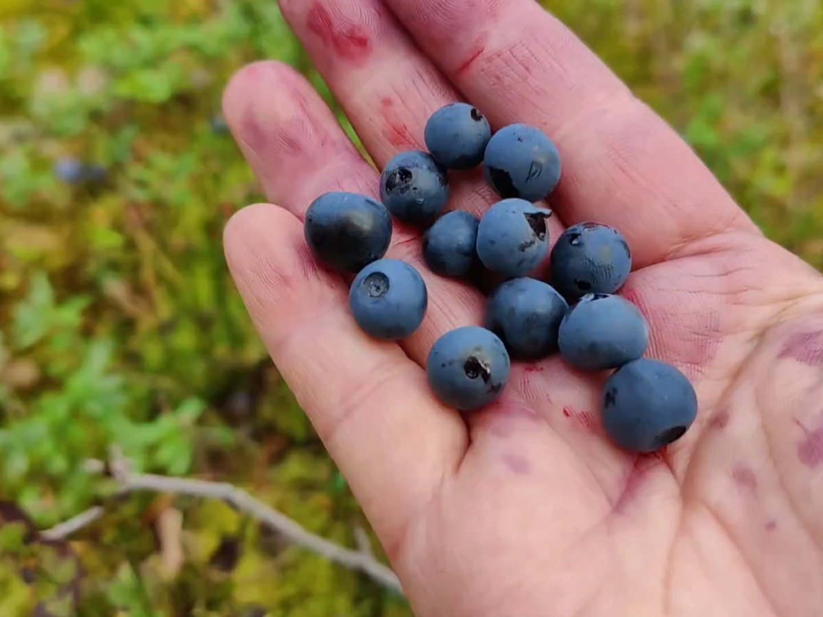 pinkz953924's tweet photo. This super fresh wild blueberry we picked today tastes so sweet with a tiny tang—no added sugar needed, perfect for morning oatmeal! https://t.co/fGwTHOtb4h