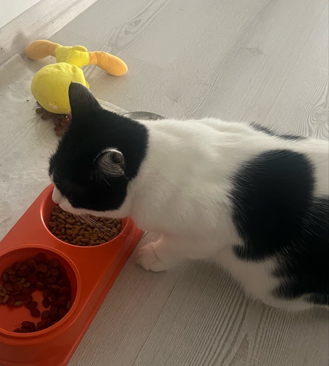 sirinucarr's tweet photo. Günaydınlar☕️
Chiara ve mama arkadaşı Tweety kahvaltıda😻😃 https://t.co/eUngYs2Lxf