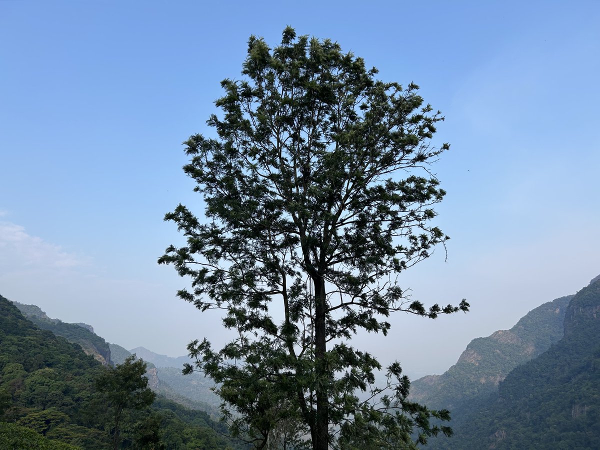 rkolachina's tweet photo. #SingleTree
#Trees https://t.co/EGUnZEYmN1