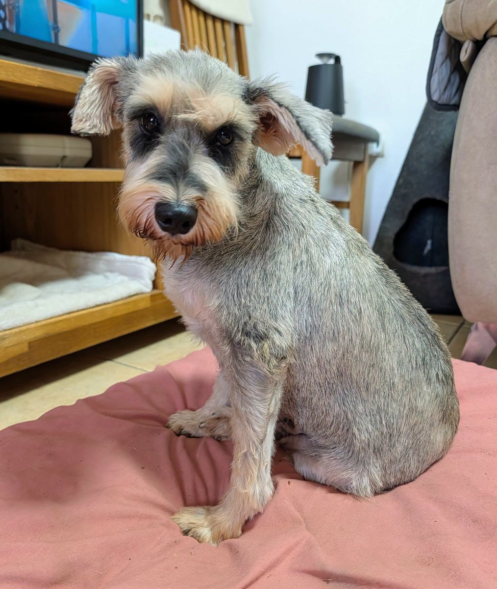 SosAbuelos1's tweet photo. #VALENCIA
#MAGDALENA tiene 7 años. Llegó en estado deplorable, bloqueada de terror.. Se ve que la han utilizado para criar. 

Es muy tierna, cariñosa y extremadamente mansa y sumisa.
Acepta estupendamente a perros​ y gatos

Necesita cariño

Contacto: adoptasalvaunavida@gmail.com https://t.co/ft4fidpNgv