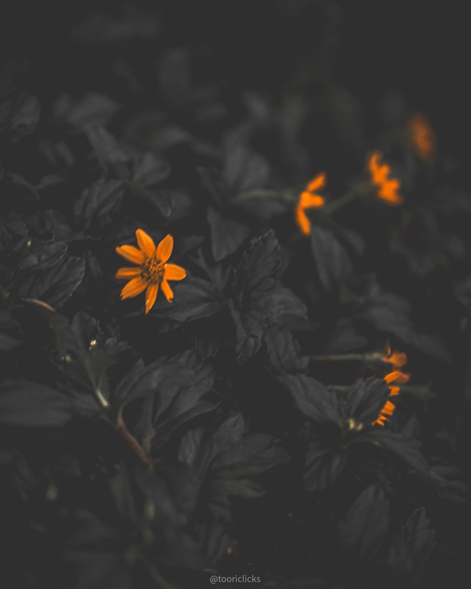 tooriclicks's tweet photo. Flowers photography
.
.
#lightroom #presets #aiprompt #photography #photoshop https://t.co/XSMdZ718VX