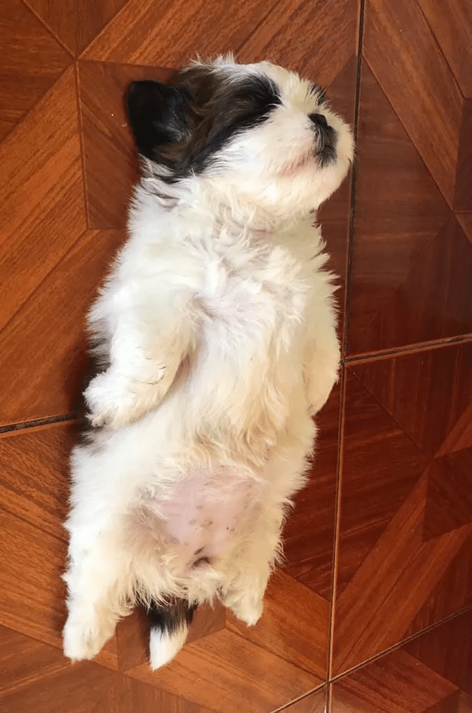 ArabellaLiib's tweet photo. Mi cachorro Max crece cada día más! Hoy ya trae su primer juguete de pelota y nos hace reír con sus travesuras ， https://t.co/lI02wlpOL2