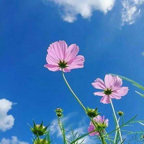 Joey96200536's tweet photo. 🌞 🌻 🌺 🧳 💐 it s not that deep, it s just energy https://t.co/aZKCWWBkGc