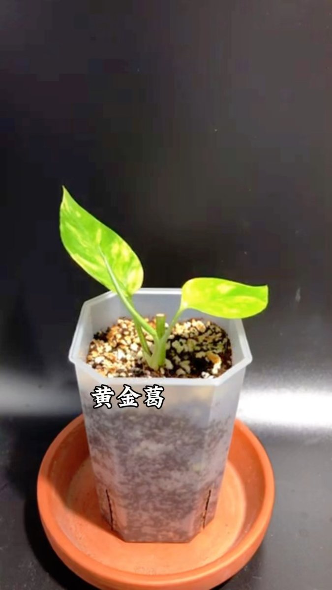 KendallHigkeb's tweet photo. Pro tip for your pothos! Water only when the top 2 inches of soil feel dry—this low-fuss plant thrives with consistent, mild care. ， https://t.co/72GDCFwdKC