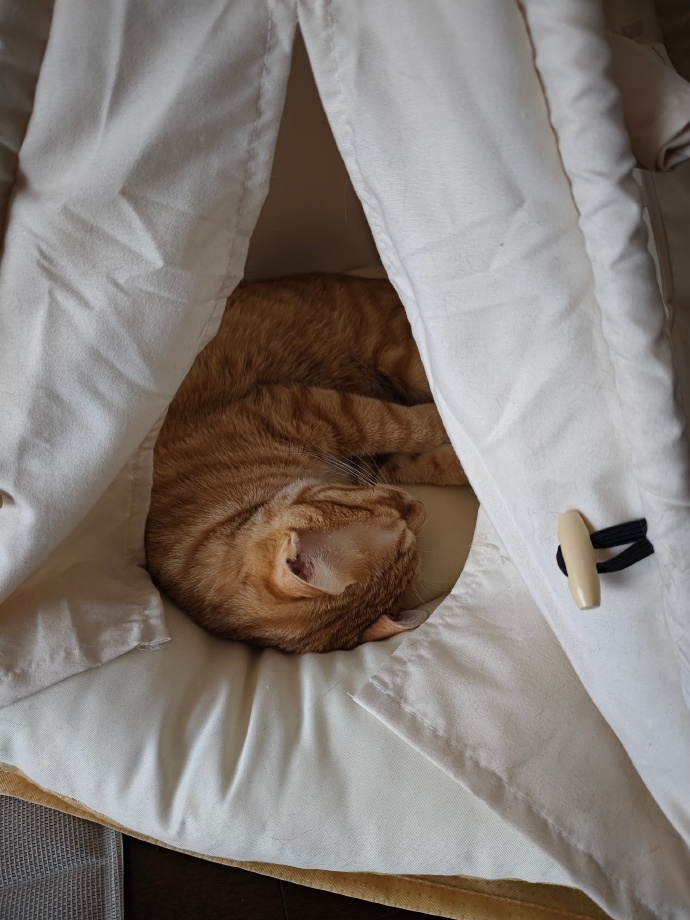 aprim356147's tweet photo. Just caught my cat napping on the half-folded laundry I was sorting — 2 seconds of housework = 10 minutes of cute chaos ， https://t.co/mMmxE0yuHM