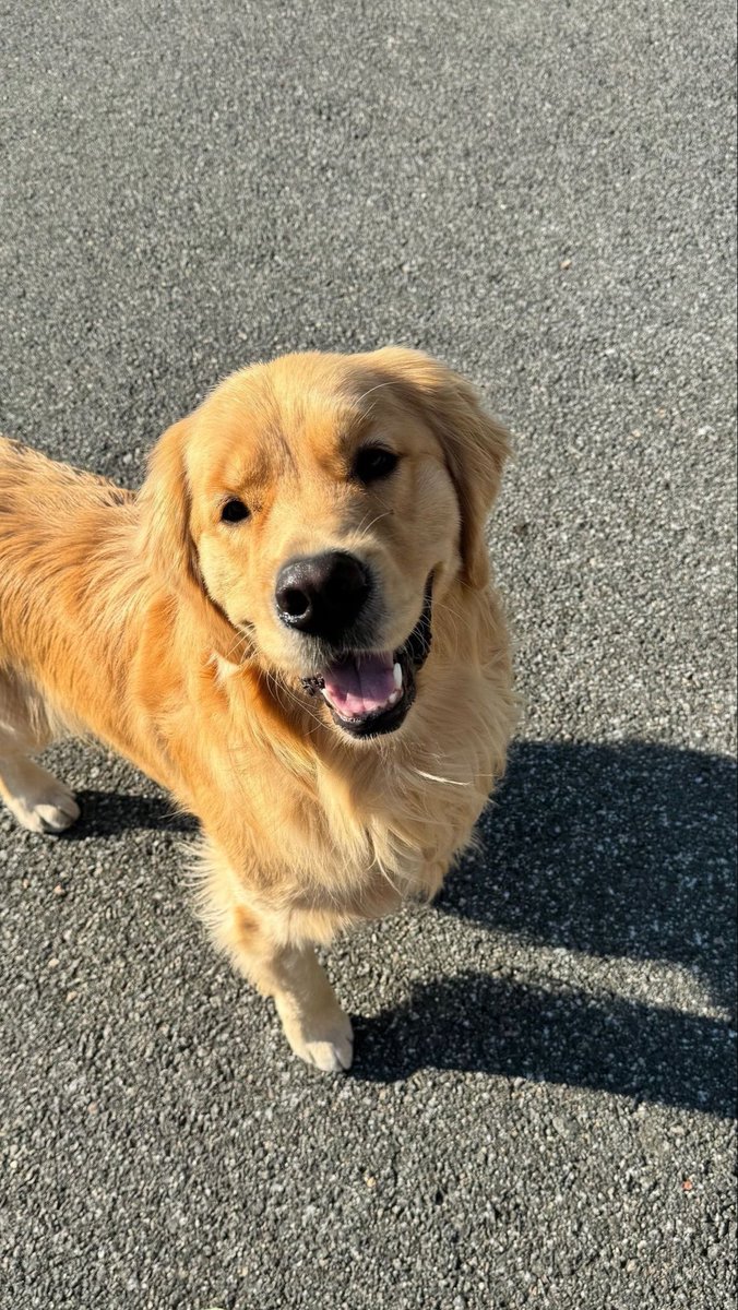 abbyd2191's tweet photo. Picture of my rocky ✨✨ https://t.co/BXiqNLV0hf