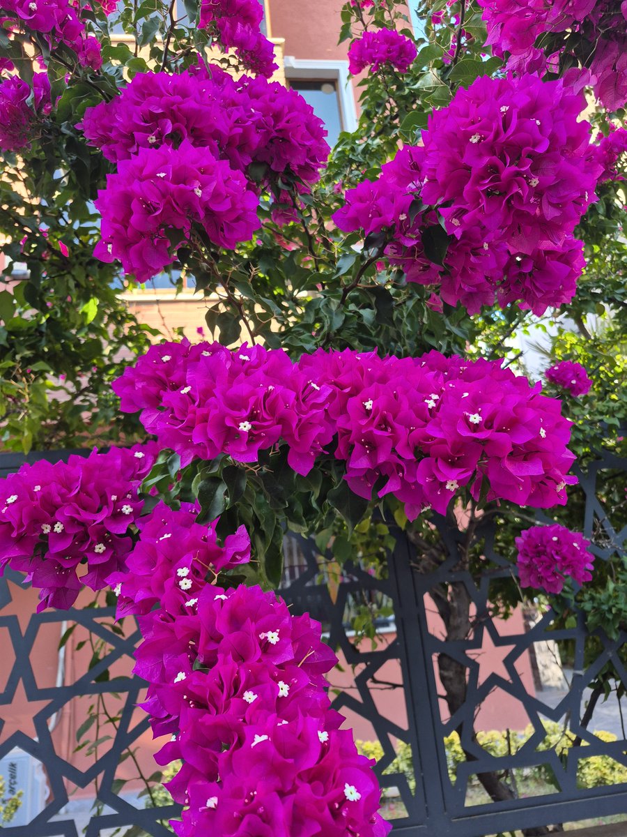 ACeylan17's tweet photo. Büyüdüğü her yere yakışan üstüne şarkılar yapılan çiçekle 
#Günaydın ...
Mutlu #Pazarlar ☕️🎀 https://t.co/YlEdl50jfZ