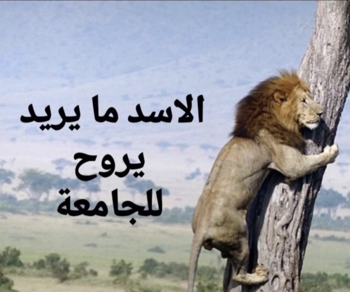 7wuuii's tweet photo. صباح الخير https://t.co/OaXgGgypHR