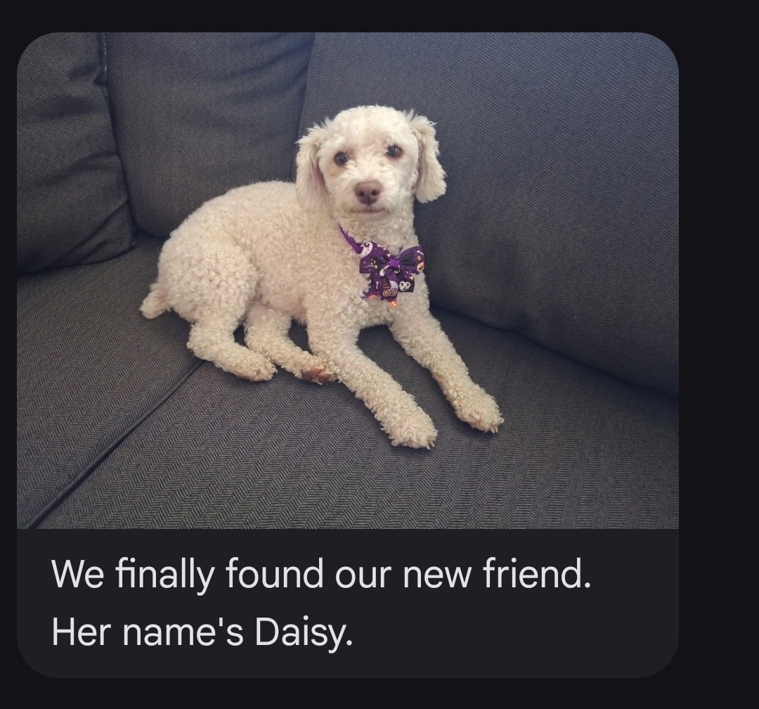 goddammitsarah's tweet photo. my dad's very sweet elderly dog died a couple of years ago and they've been grieving ever since, but today they adopted what is essentially a tiny lamb named Daisy and I'm so excited to meet her 🥺🥺 https://t.co/r16CuG5pKb