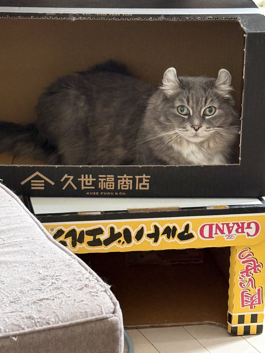 rokuneko5's tweet photo. マンションの２階に住んでます😸 https://t.co/jVOYvRJkGt