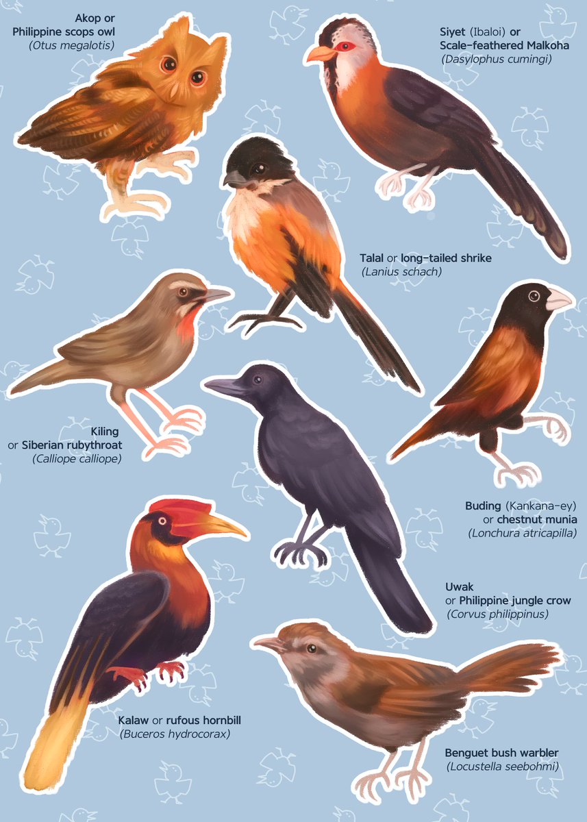 mankadavi's tweet photo. Birds found in the Cordillera Region of the Philippines 🐦‍⬛🦉🪶 https://t.co/RDJLJUel4m
