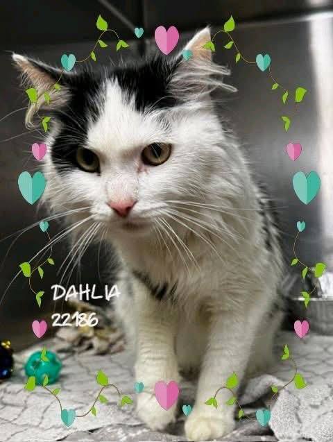 cobbkitties's tweet photo. Dahlia needs our help! She has tested positive for feline leukemia and that is almost for a certain a death sentence at an overcrowded animal control. Please share Dahlia post in hopes to find her a forever home.

NAME: Dahlia 
COMBO STATUS: ‼️FeLV posit… https://t.co/j3ttHeRPZY https://t.co/VGbqJ2vck0