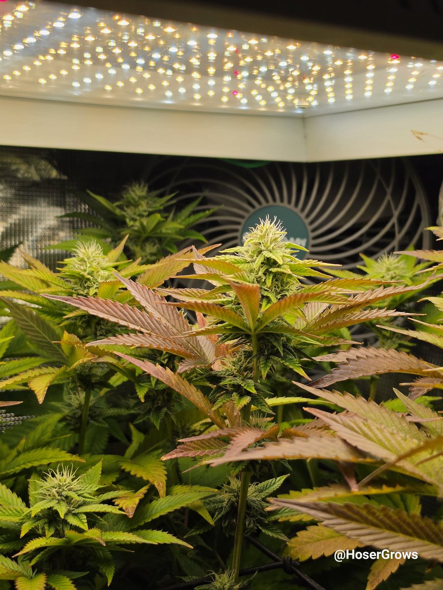 hosergrows's tweet photo. Another check in with Lung Butter 

Almost one month into flower 

Man I'm proud of this one for sure!

#HoserGrows #growyourown @MarsHydroLight https://t.co/HWg1dVhHHc
