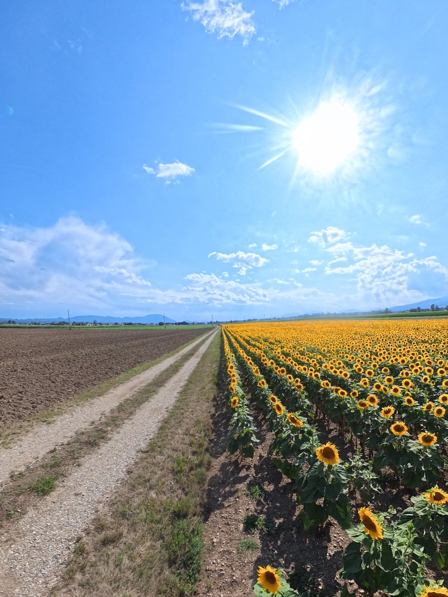 Iliale's tweet photo. Sunflowers symbolize happiness, loyalty, and longevity. Summer holidays in my country mean sunshine, relaxation, and friends. https://t.co/H54ttcCOVB