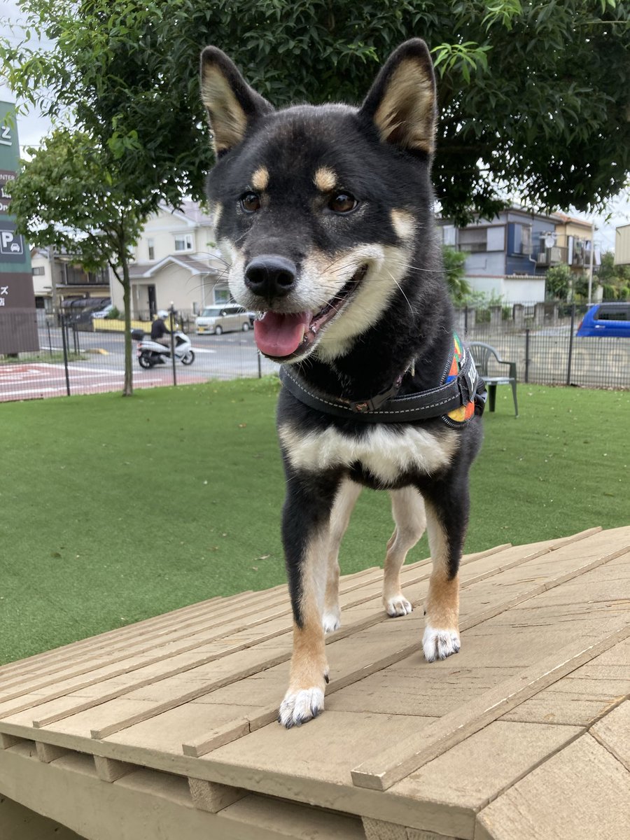 umasoann's tweet photo. 今週もいつものドッグランに行きました。
シベリアンハスキー2匹と一緒だったので、最初はかなりビビっていましたが、最後まで仲良くいられました。
椅子に座った様子がとても可愛いかったです💕 https://t.co/H8L4Bc2iIi