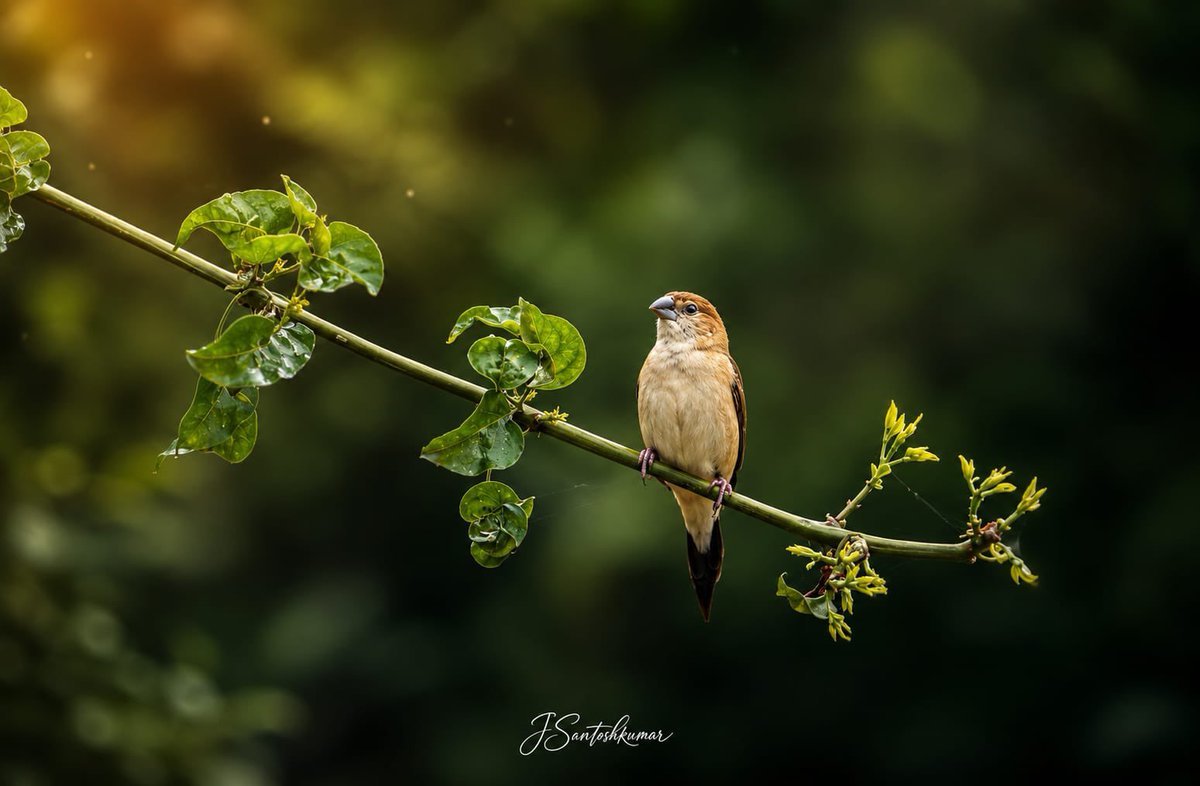 SantoshKumarBRS's tweet photo. Weekly dose of my #Photography 📷

Caught this beautiful little moment where a quiet perch, a curious little visitor, and nature’s endless shades of green. 

There’s something magical about how the simplest moments in nature can feel so grand. 

Wishing everyone a peaceful and beautiful #HappySunday 😊

#BirdPhotography #WildlifePhotography #NaturePhotography #BirdWatching #BirdsOfIndia