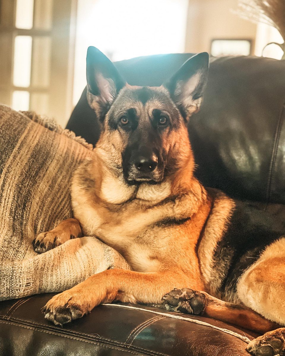 BetteDunke7cfb's tweet photo. As iron sharpens iron, so a friend sharpens a friend. ” Proverbs 27:17

God can teach us through more than people. My dog has taught me patience, loyalty, selflessness, and gratitude. Receive every blessing as an expression of His love. https://t.co/XUQfZ0bsQT