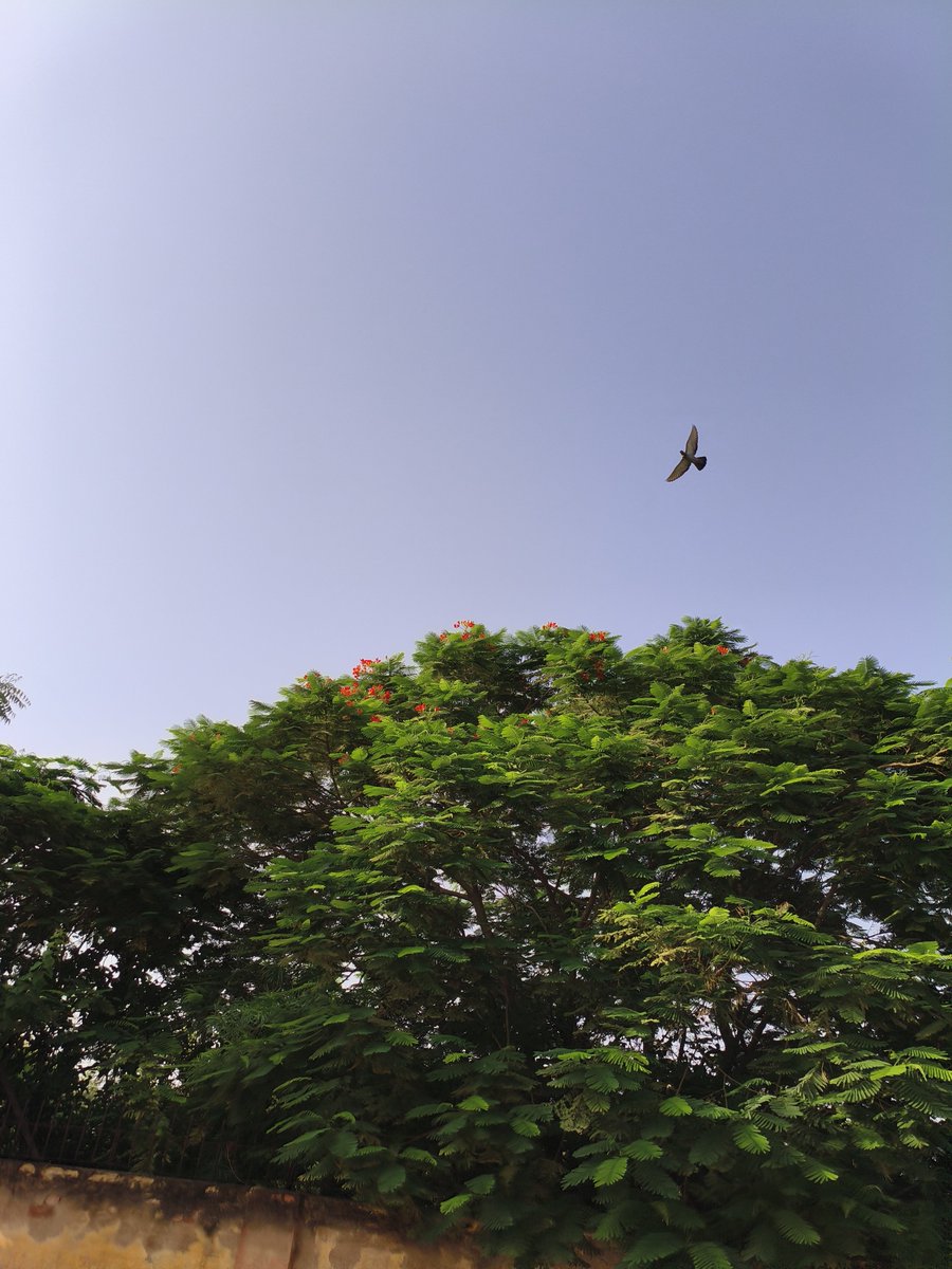 SP_Enkeshwar's tweet photo. सुप्रभात... 🍃 🕊️ https://t.co/sgUyiMoDLX