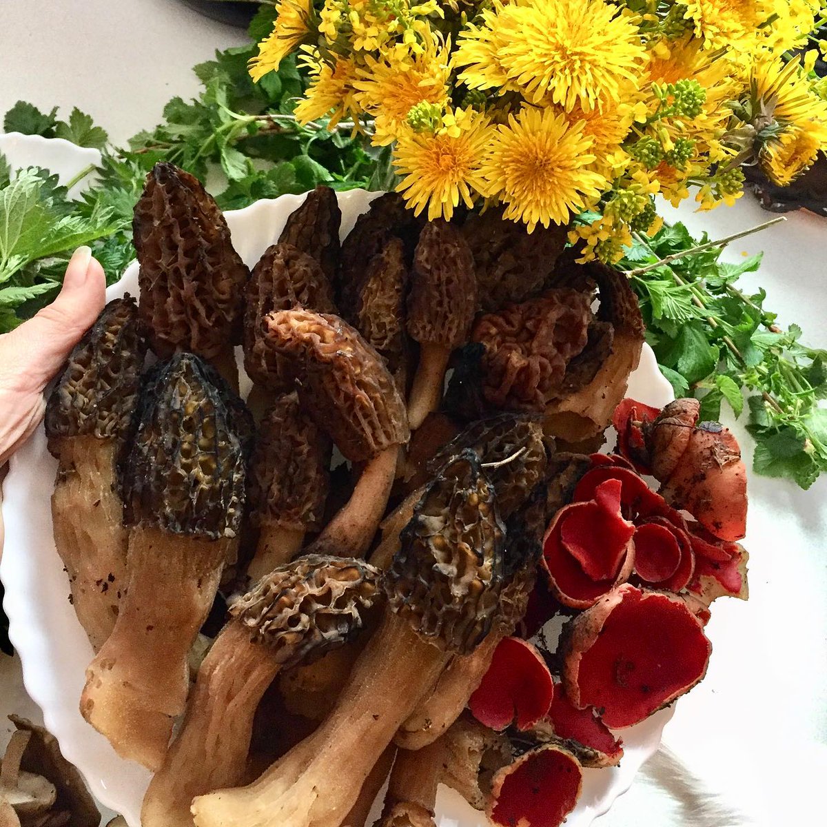 Alexandersigne4's tweet photo. Улов тихой весенней охоты: сморчки, строчки и пробуждающийся лес. https://t.co/hd6dF7Iytk