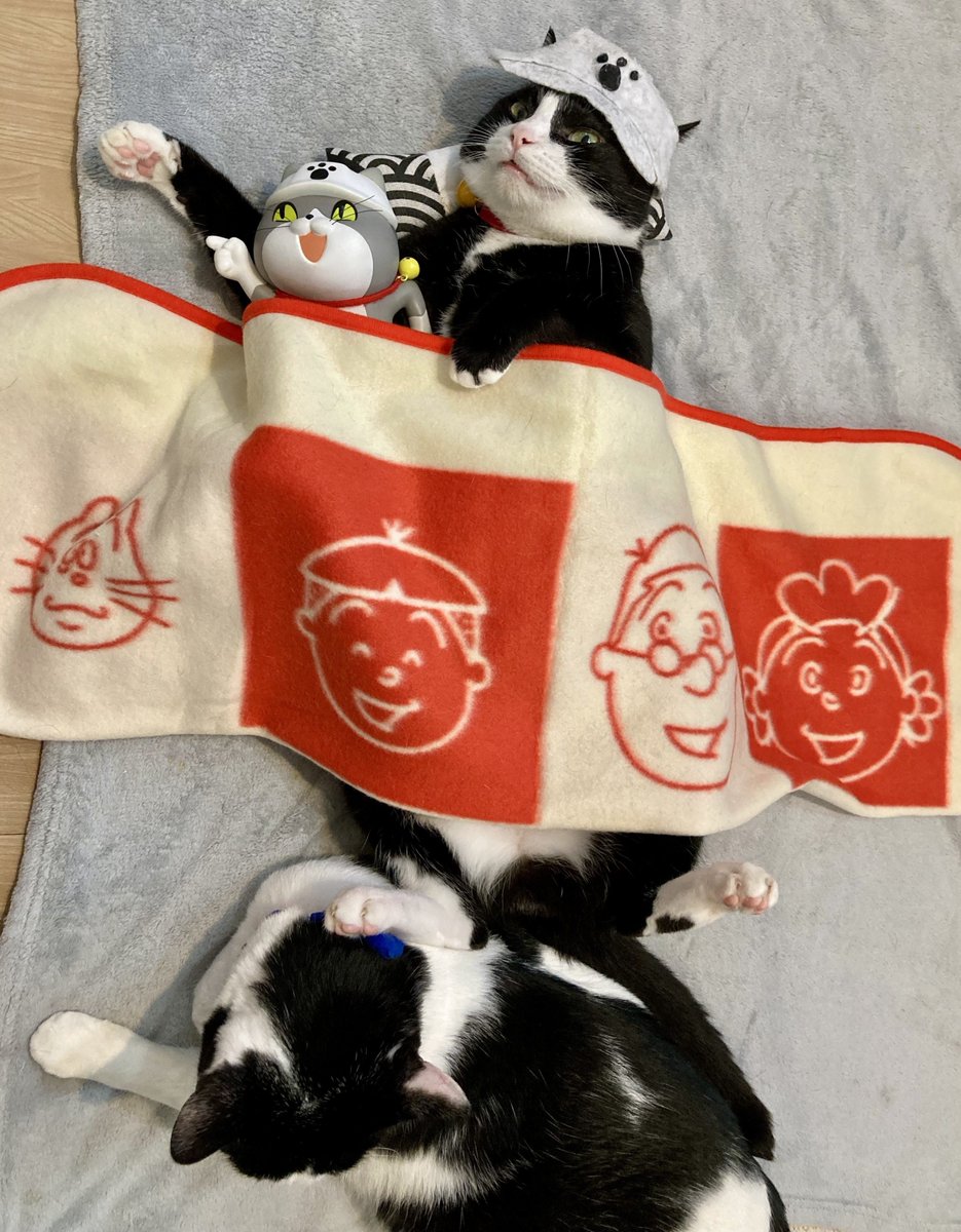 0371satomi's tweet photo. 今日は肌寒いのでブランケットを出しました。現場からは以上です https://t.co/IgeLR0JDAk