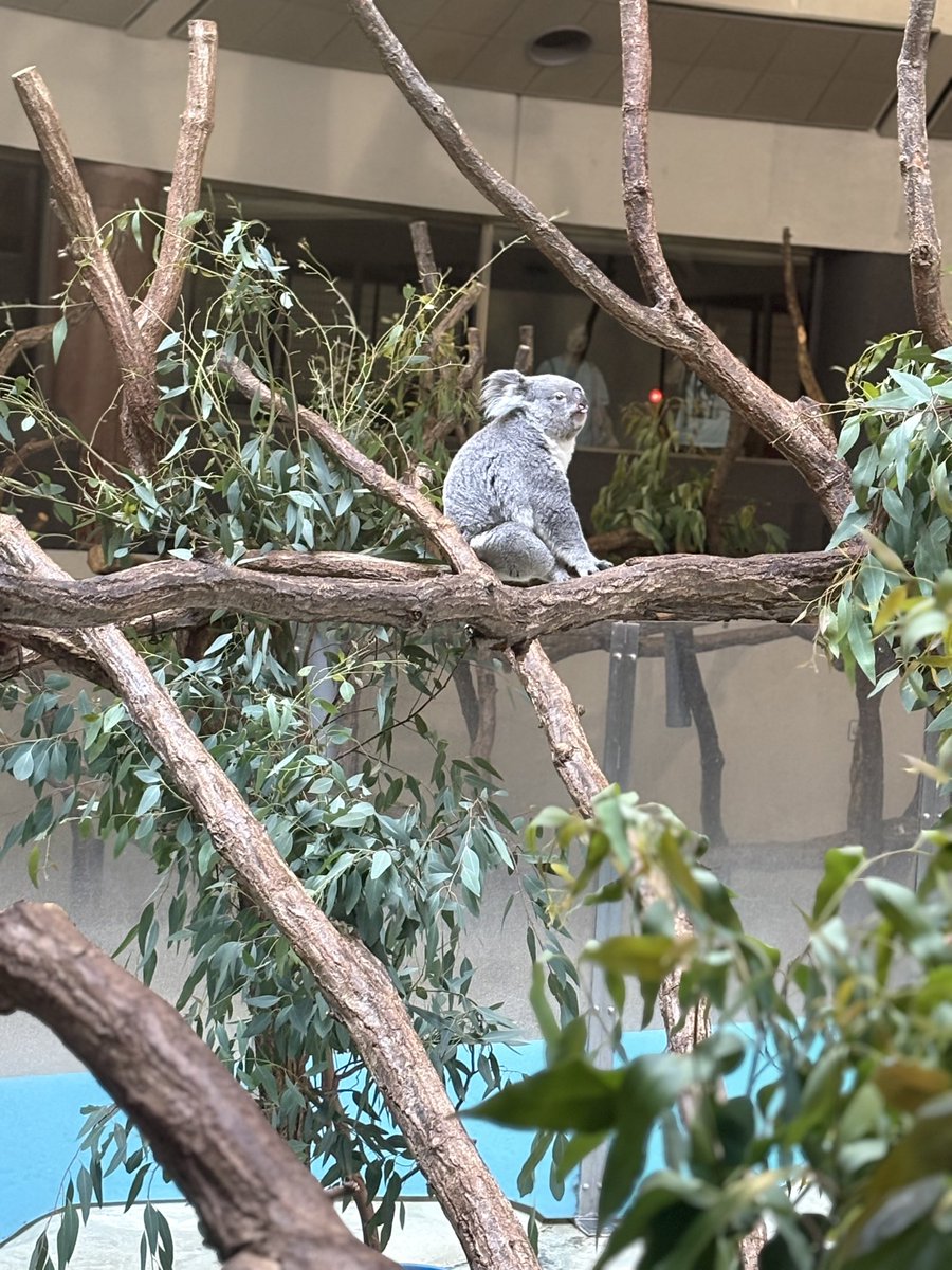 m4325m's tweet photo. ステキなきららさん🐨
8歳のお誕生日おめでとう✨
ステキ✨って言葉がすごくお似合いなきららさん🥰
また会いに行くね☺️
2026.8&amp;2025.7
#きらら #コアラ #多摩動物公園 https://t.co/I1Hp5S9z2G