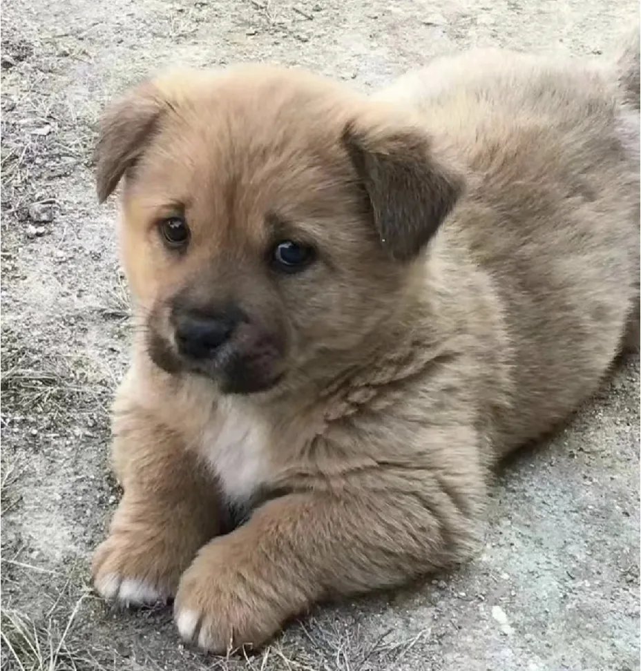 BouzghibaManel's tweet photo. Picked up my rescue pup today—his little tail won’t stop wagging, and my lonely nights now have the best cuddle buddy. https://t.co/QXXqdWrLdA
