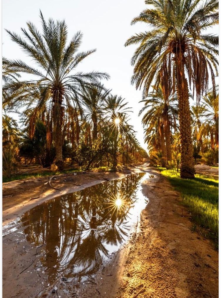 juan_freddo's tweet photo. نخل موريتانيا مش مجرد نخل، هو حكاية كرم وأصالة من قلب الواحات. https://t.co/bu40jJ3Fuq