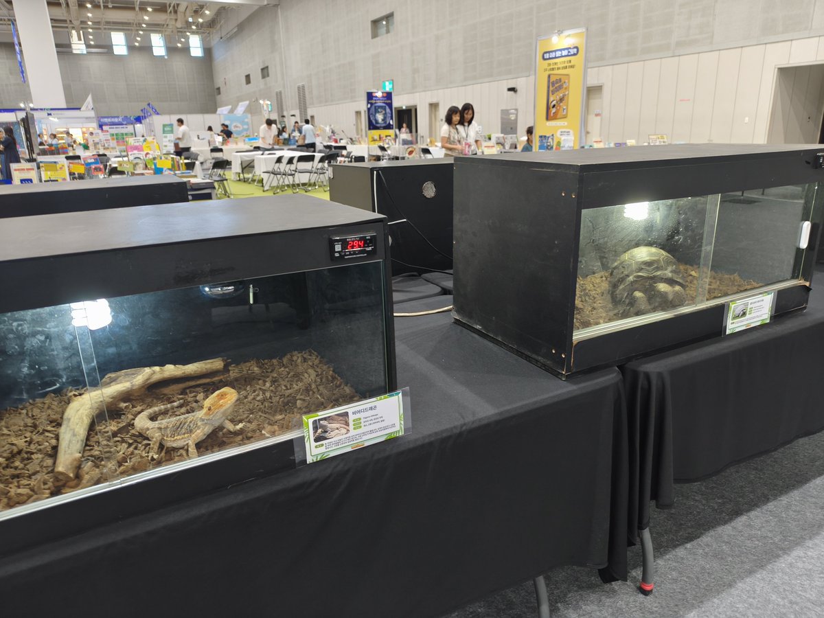 Tigerpeltifer's tweet photo. 韓国爬虫類イベント初訪問！

初めて見た感想と状況は
①販売個体はクレス・レオパ・ジャイゲコがおよそ８割くらい！
ヘビと虫類が少し。
②ミズガメ・リクガメはゼロ
（展示個体はいました）
③驚いたのは子供向けの書籍や教育関連イベントとの共催！
隣から幼い子供たちが爬虫類を見に来てました！
※アップの写真は販売用生体ではなく展示用生体です！

韓国の爬虫類市場を垣間見た良い経験でした！

#韓国爬虫類市場　#韓国爬虫類イベント　#韓国クレス　#爬虫類イベント