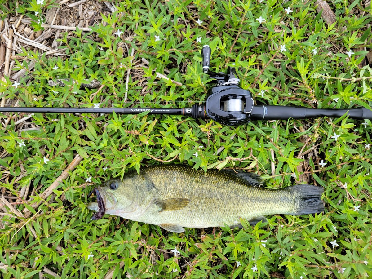 akippe_bass's tweet photo. 午前中2本
筑後川バス釣り

風が強い💦
使用タックルは
ポイズンアドレナ167M-S
メタニウムDCHG
カナモフロロ12ポンド
ドラッグウイップとパワービビビバグのフリーリグ5g

#バス釣り
#筑後川バス釣り https://t.co/bzNGvxhtRb