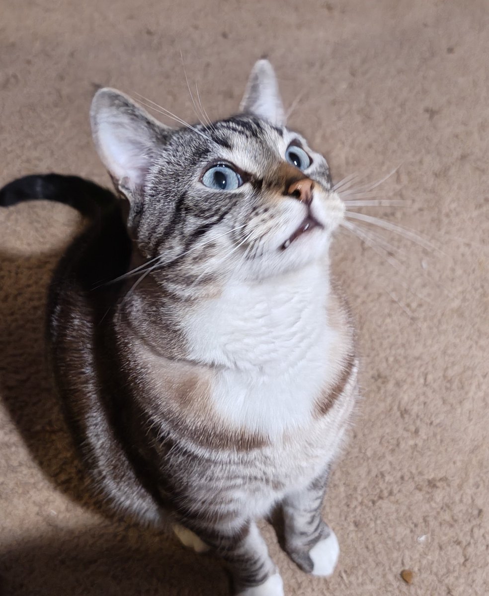 bunnymuffin's tweet photo. @AJamesMcCarthy Tried to narrow done to the most expressive shots. https://t.co/zJoYabr11U