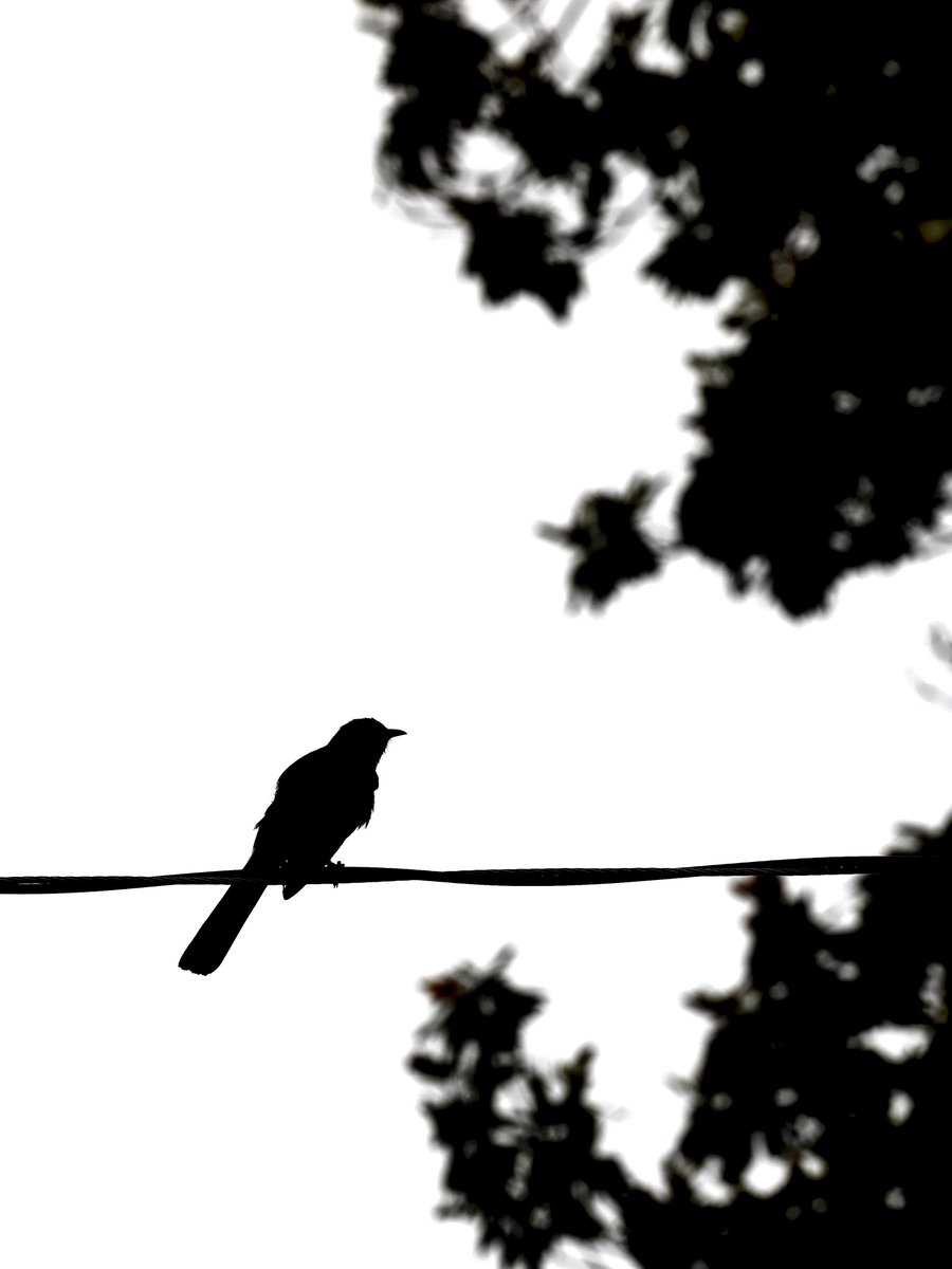 031996's tweet photo. Bird on a wire, watching the world go https://t.co/jCwrx1a2V4