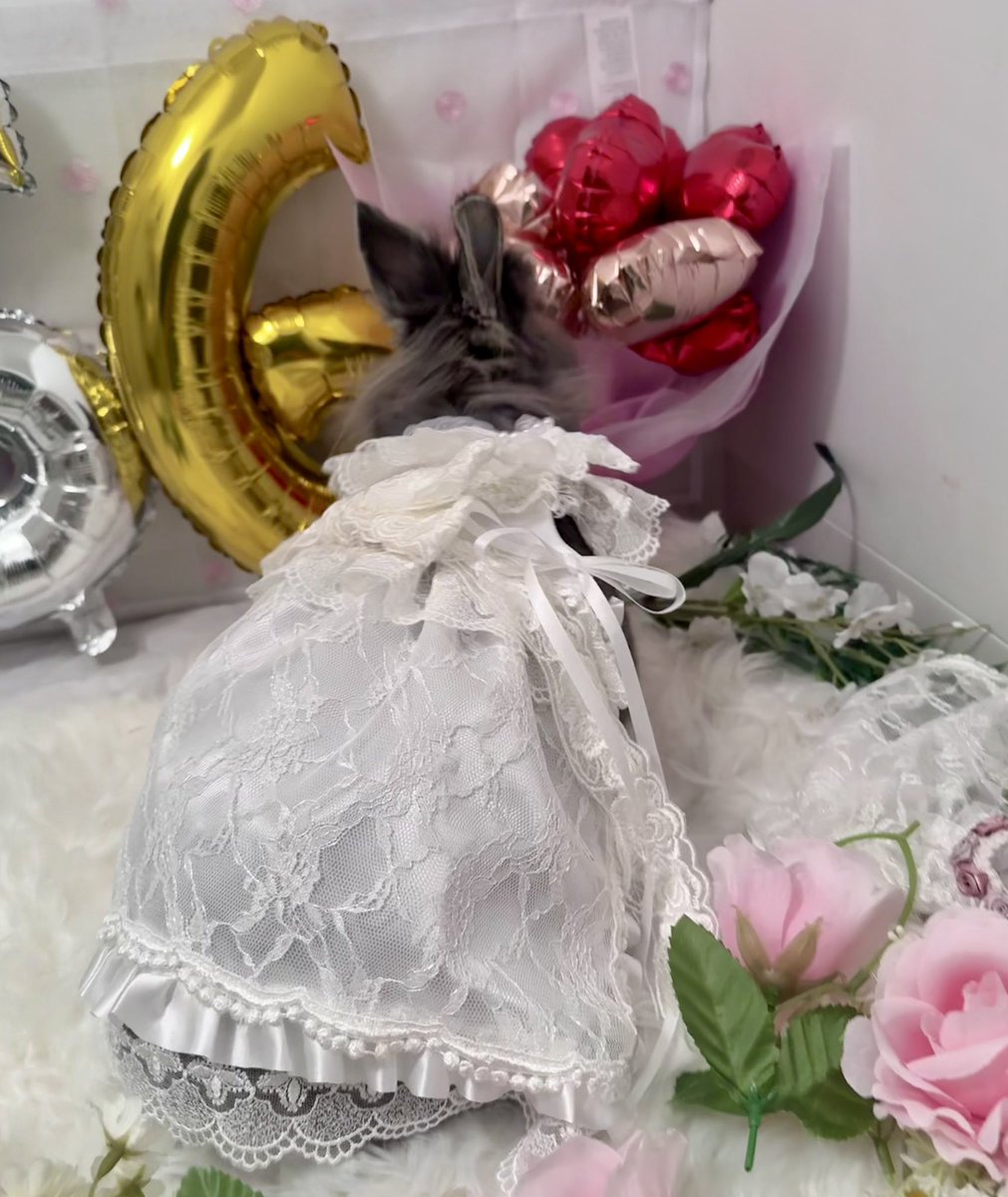ruru09071029's tweet photo. るる姫の6歳のお誕生日前日

🐰僕はエスコート役だよ
まるで王子様みたいだね
(なかなか落ち着きがなく大変だった)
🐰るる姫も準備万端
(るるは撮影慣れしてて撮りやすかった)

2人の写真はまた後で❤️

ぴーすけさん(@aaa_beebo)
に作ってもらったんだ

可愛らしい写真が撮れたよ https://t.co/ystderAnDT