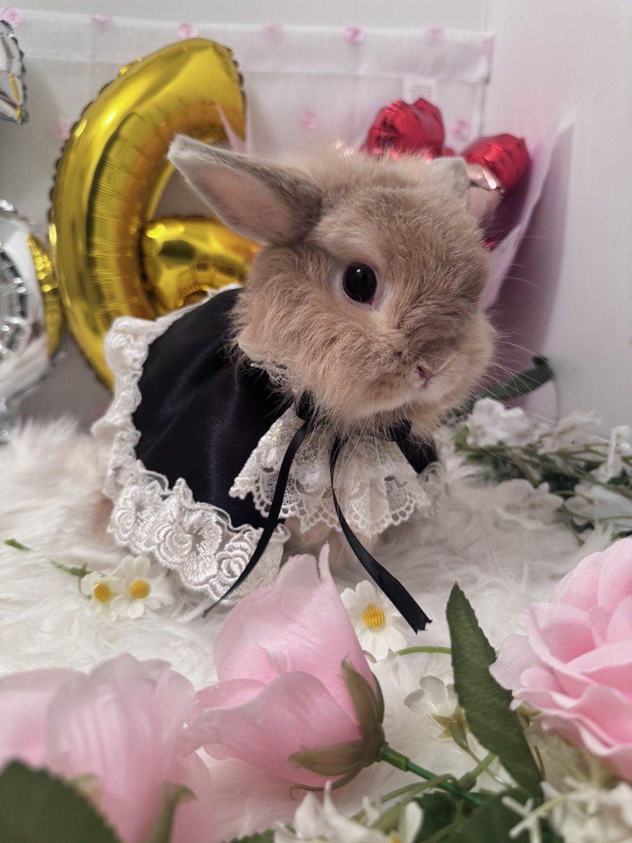 ruru09071029's tweet photo. るる姫の6歳のお誕生日前日

🐰僕はエスコート役だよ
まるで王子様みたいだね
(なかなか落ち着きがなく大変だった)
🐰るる姫も準備万端
(るるは撮影慣れしてて撮りやすかった)

2人の写真はまた後で❤️

ぴーすけさん(@aaa_beebo)
に作ってもらったんだ

可愛らしい写真が撮れたよ https://t.co/ystderAnDT