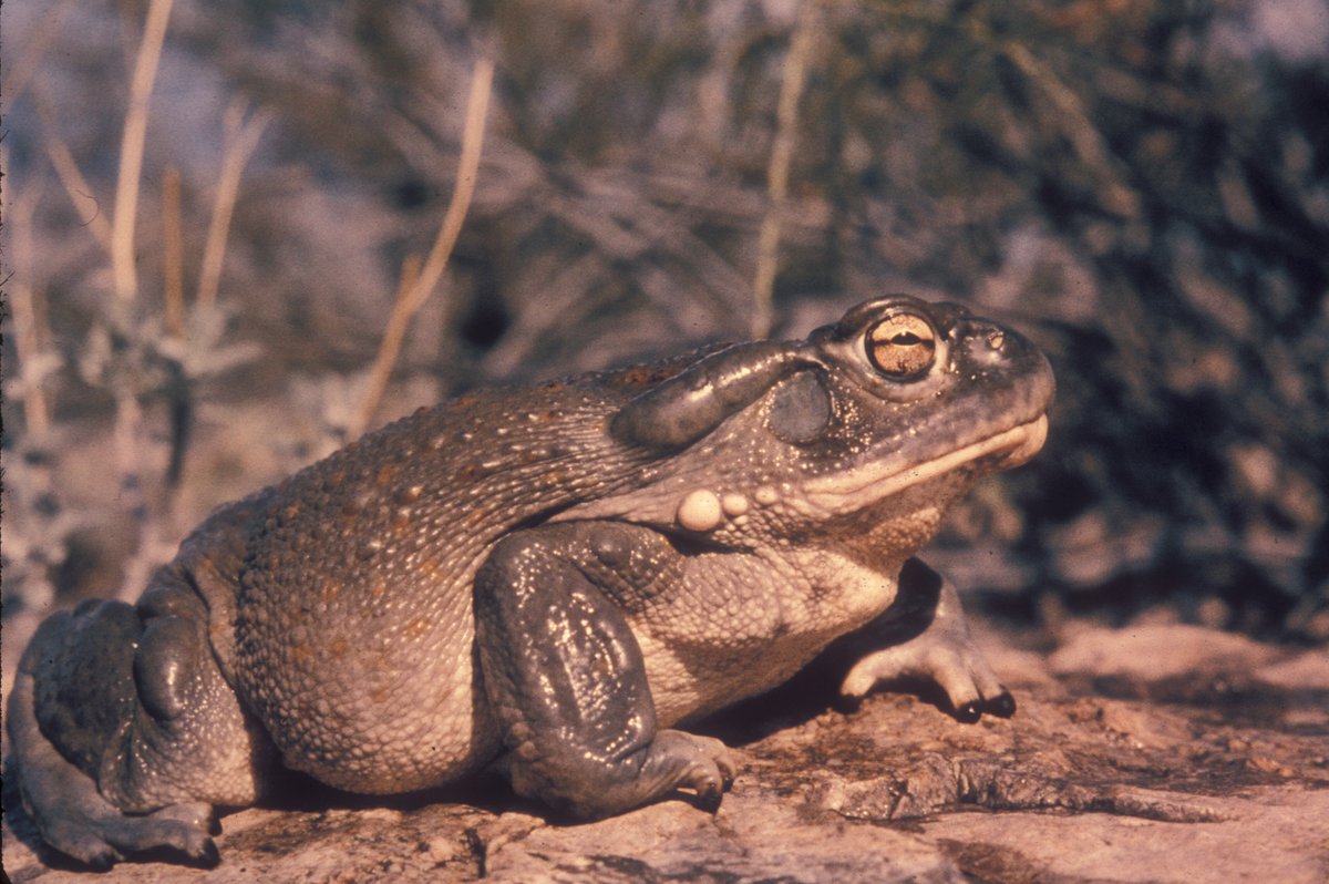 BufoForGood's tweet photo. PROTECT THE TOAD.

5-MeO-DMT can be synthesized without collecting the Sonoran Desert toad’s defensive secretion.

Science: https://t.co/iyZLdJ1Rk0

#BufoForGood #MemeFi #Stonks #RobinhoodChain https://t.co/AKPiBmDLRr