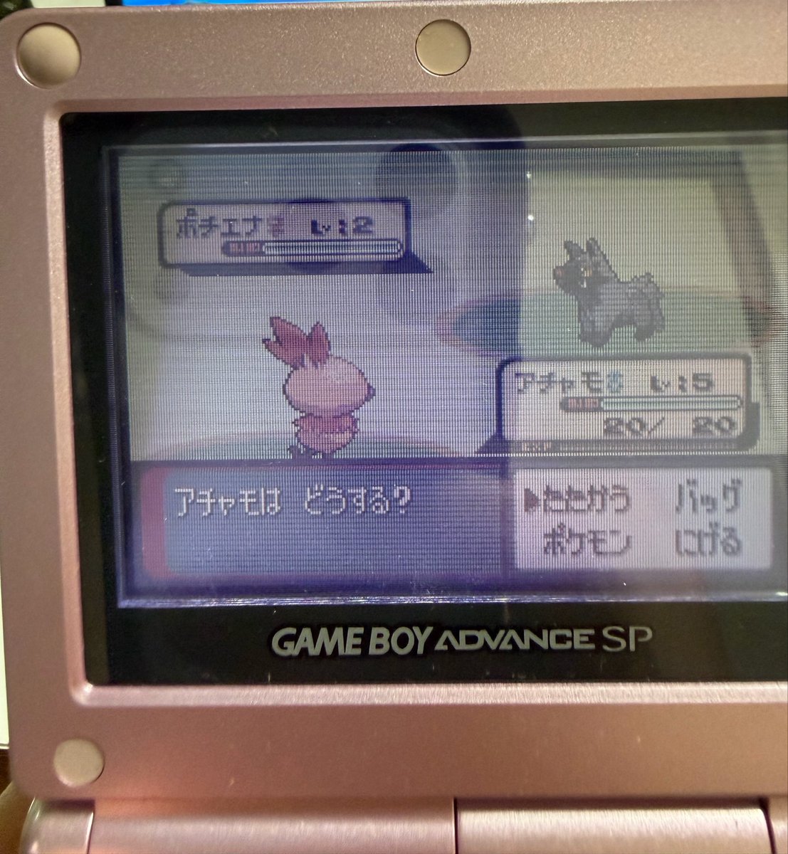 pokkabooo's tweet photo. ポケモンバンク終了前にRSE御三家乱数色違い厳選✨
GBA画面じゃわかりずらい… https://t.co/m6d4YQsjC6