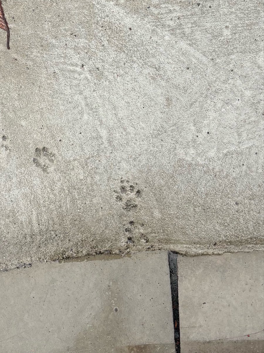 inu51__'s tweet photo. 雨のいい所
犬の足跡が見れる https://t.co/ClsjCaR1ML