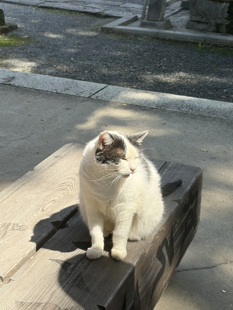 maruwork2023's tweet photo. 毎回参拝のとき会えるとは限らず本日は出会えた猫さん https://t.co/O2wadxJBGn
