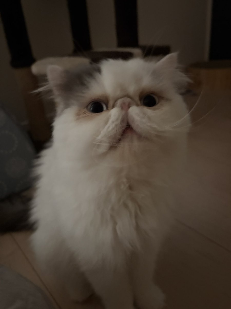 uni2018223's tweet photo. 飼い主を見たらトコトコやってきて頭やら体やらスリスリしてくるようになったエキゾくん🩵
心開いてきてくれてて嬉しい🥰
かわいすぎるんだなぁ！！！！
#エキゾチック　#里親 https://t.co/y6tWMi3s0q