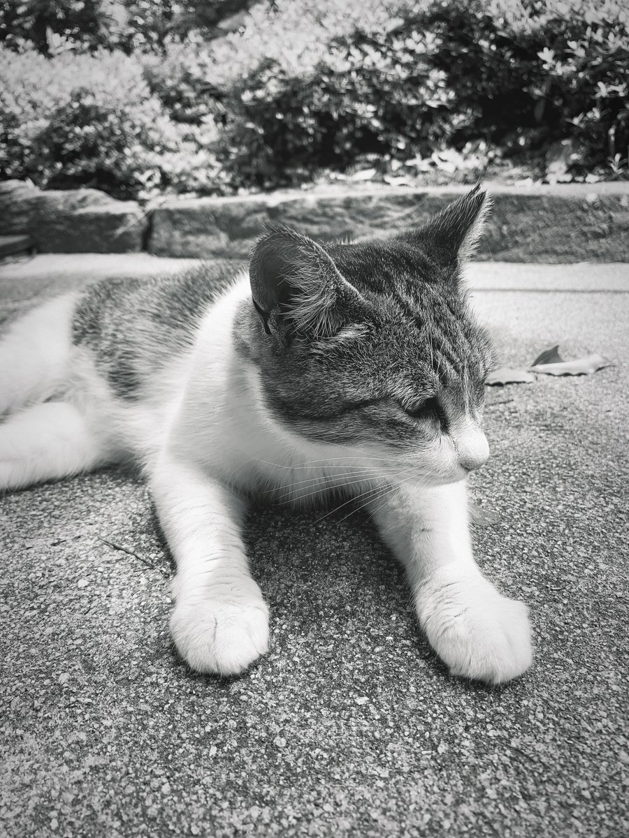 PhotoShinya's tweet photo. 香り

夜の風

きみは帰るの

#モノクロ写真 #詩 #猫写真 https://t.co/syGTZyIIJI