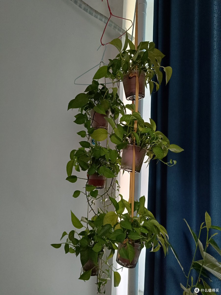 clb321's tweet photo. Just made a cute woven plant hanger from scrap yarn—no fancy tools needed! Reusing old stuff feels so good, and my pothos is thriving up high now  #DIYCrafts https://t.co/OtD1GoIL5x