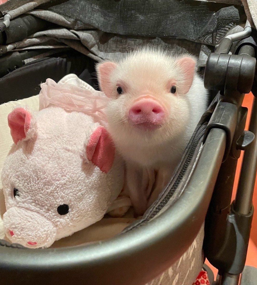 peachxrd's tweet photo. 🐷🎠💨 https://t.co/d40Hh2R8qX