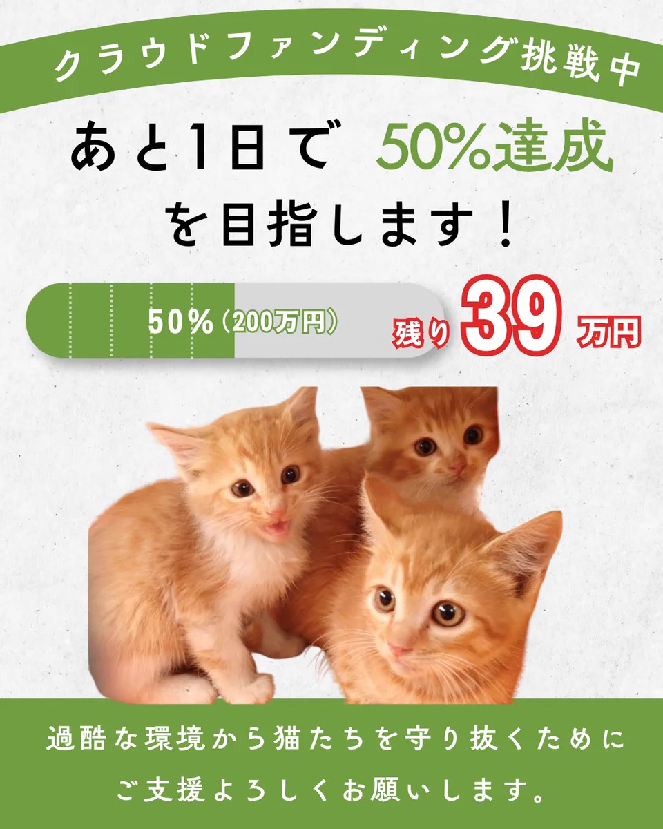 NPO法人くすのき（猫ハウスTemple Cat） on X: 