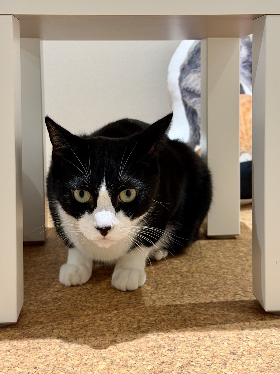 akihirocamera's tweet photo. #cat #catcafe #fullcat #cute #photo
#iPhone17promax https://t.co/YrVHrk0A9m