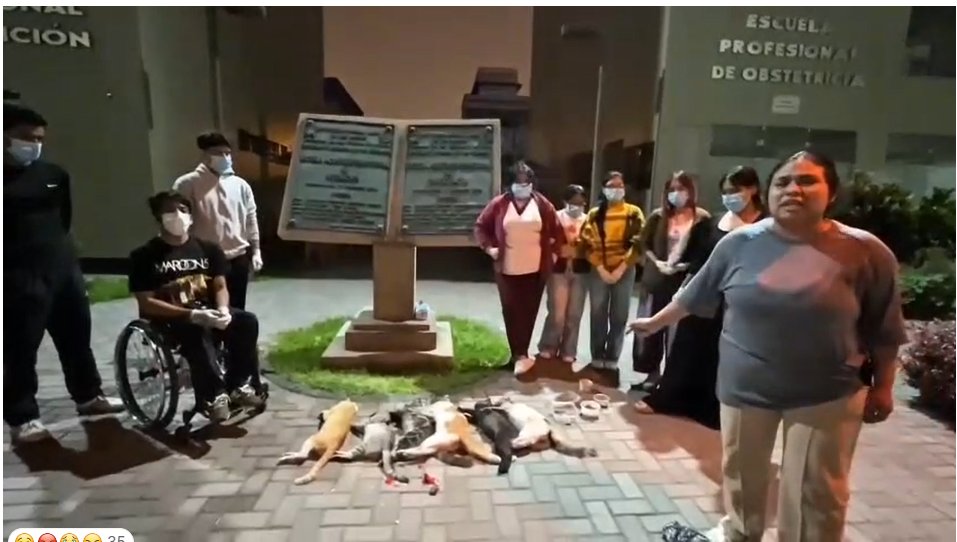 Axiluminol's tweet photo. 🚨 ¡URGENTE: MATANZA DE GATOS EN SAN MARCOS! 🚨#UNMSM 
Reportan el envenenamiento masivo de gatos en la sede de Obstetricia y Nutrición de la Facultad de Medicina de la UNMSM. El Tercio Estudiantil Mayoría e Identidad Sanfernandina acaban de confirmar esta atrocidad. https://t.co/fKG2yUankj