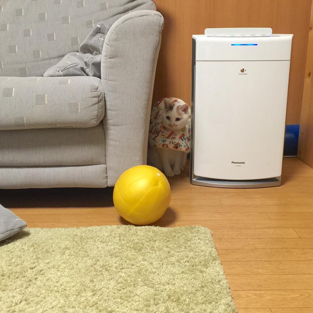 NanceeSelldb's tweet photo. たまには隠れていたい日もある。逃げ込む先を見つけるの、得意なんだよね。みんなは自分だけの隠れ家、ある？ https://t.co/jjrgR2uOT8
