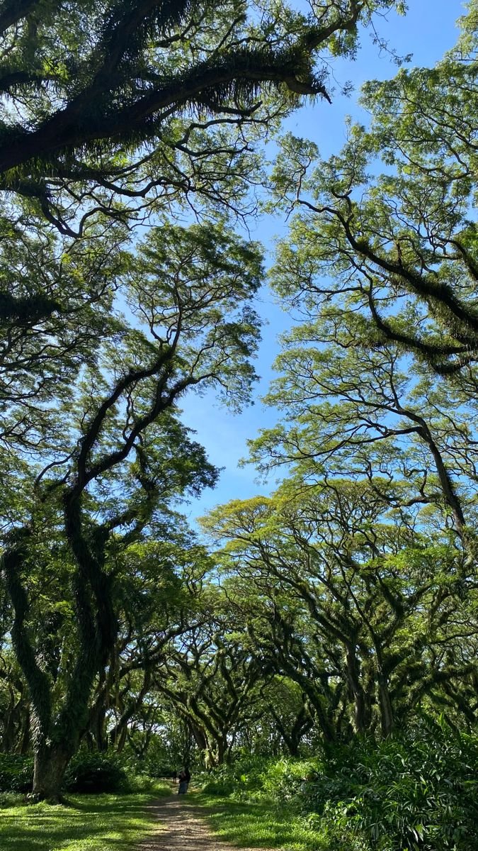 fikoefi's tweet photo. ~tree 🌱🌿💚 https://t.co/G2MnjJ1Hsl
