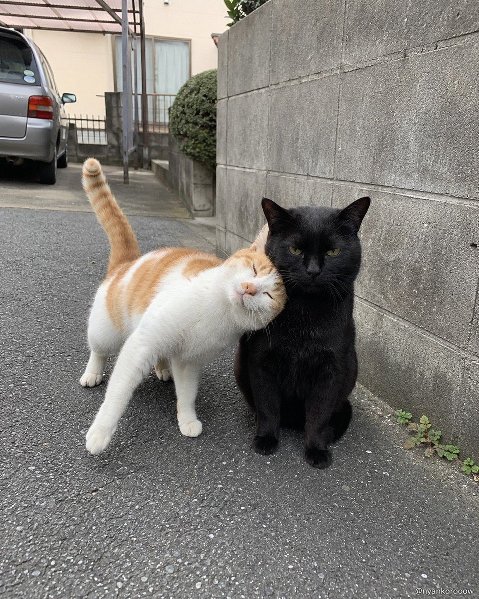 apricotume65's tweet photo. https://t.co/7uNYg2CIYk
