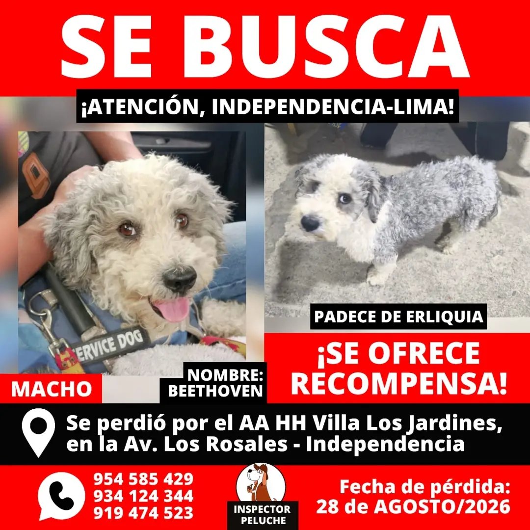 PawFindr's tweet photo. Ayudame compartiendo 🥺🙏Amigos de Independencia 🚨 ATENTOS #Mascotas #PawFindr #MascotasPerdidas #nuncadejesdebuscar https://t.co/zkDgMpTput