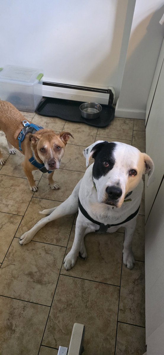 StewiethaChewie's tweet photo. Major reset: new place, post-divorce life, and missing Patches daily. Cody’s our newest recruit, Stewie is the part-time terror, and we’re back for pure canine comedy. What’d I miss? 🐕 https://t.co/oQm3geNd6R